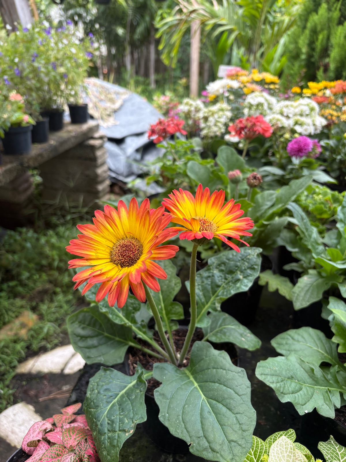 Gerbera — foto 2 de 3
