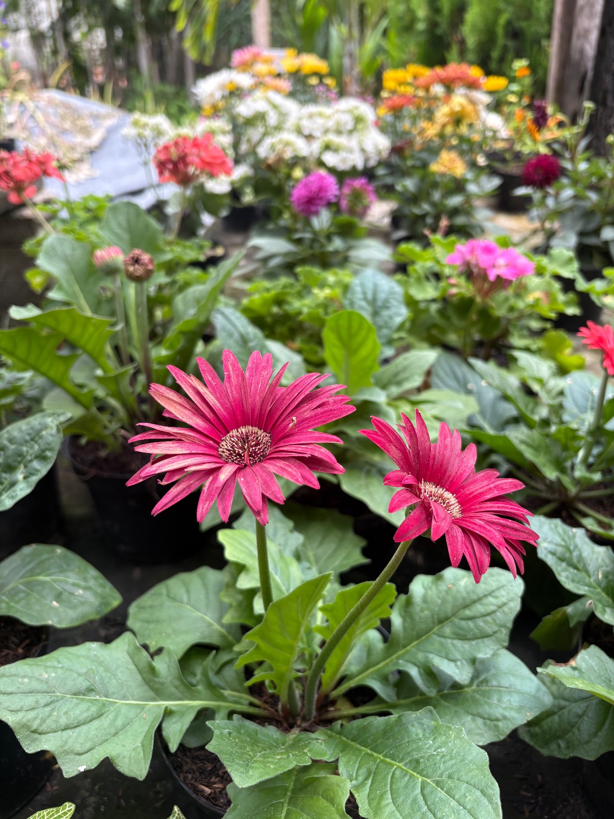 Gerbera — foto 3 de 3