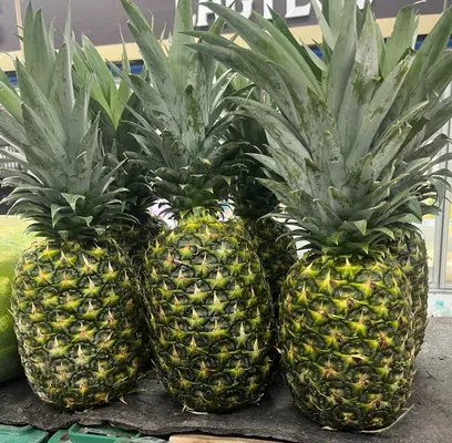 Piña und.