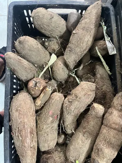Yuca x500g