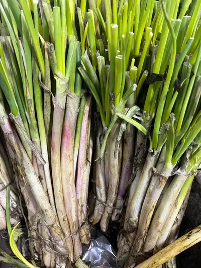 Cebolla rama, atado