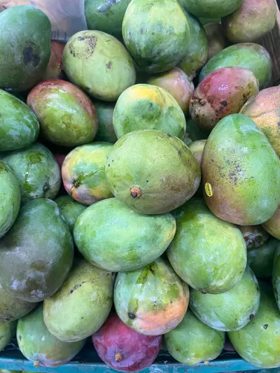 Mango tomy, und